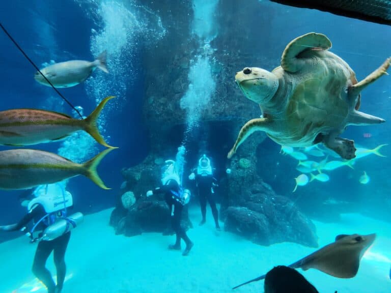 Experience what it’s like to walk underwater with SeaTREK at The Florida Aquarium