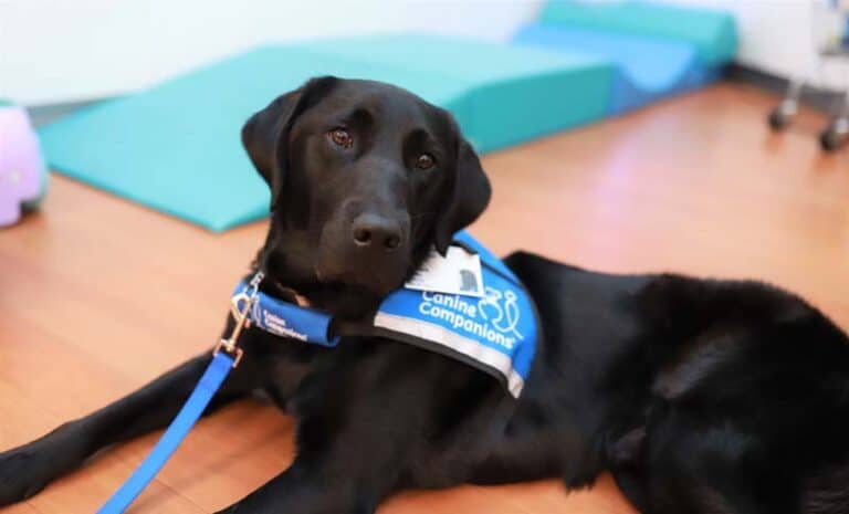 hospital facility dog program