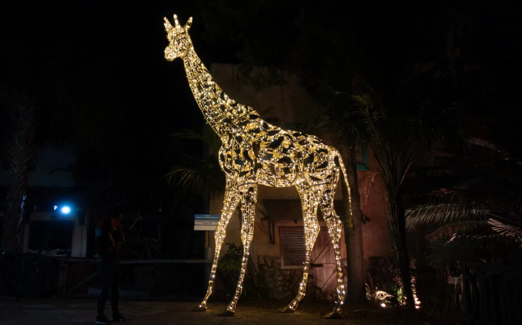 Lighted Giraffe at ZooTampa Christmas in the Wild