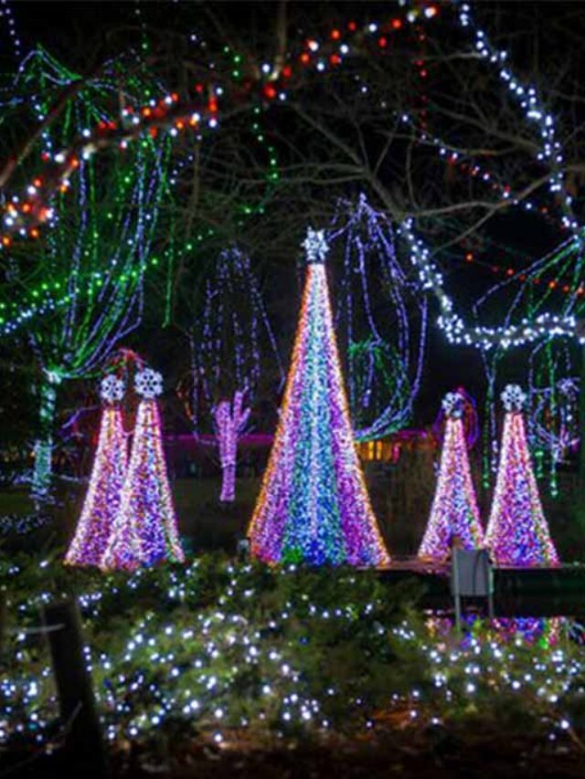Best Places To See Amazing Christmas Lights In Tampa Bay