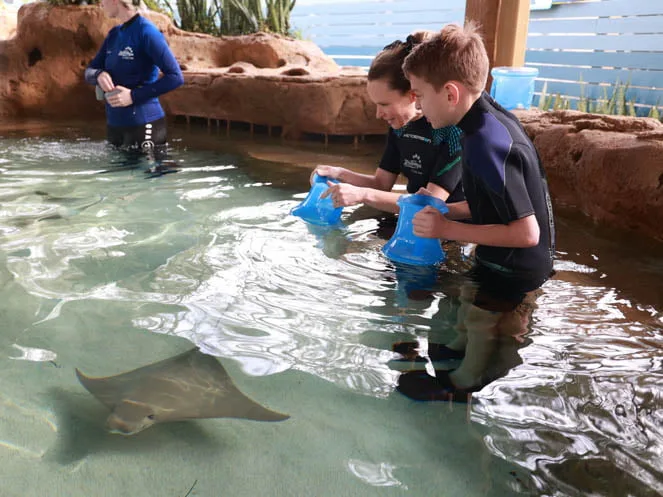 New in-water stingray experience at ZooTampa Stingray Shores