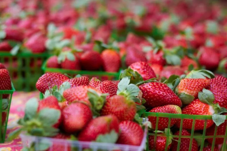 Florida Strawberries