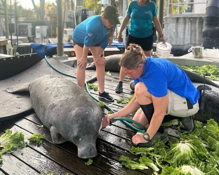 ZooTampa Manatee Critical Care Center