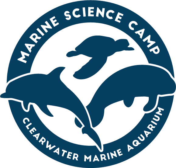 Marine Science Camp at Clearwater Marine AquariumÂ