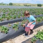 u-pick strawberries plant city