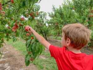 U-pick peaches at florida sweeties