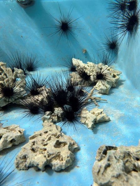 Coral Conservation at the Florida Aquarium