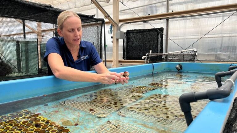 Coral Rescue: A look inside the Florida Aquarium’s expanded Coral Conservation & Research Center
