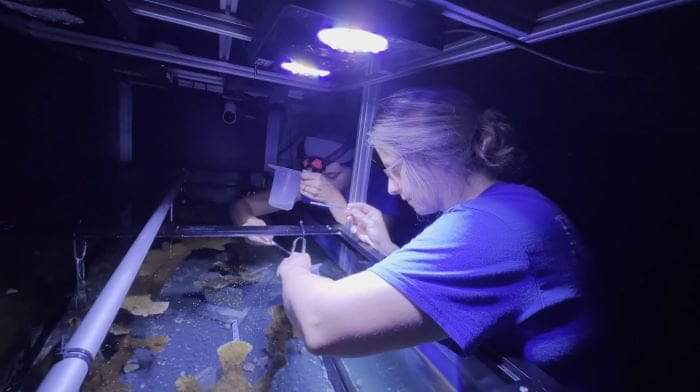 Coral Conservation at the Florida Aquarium