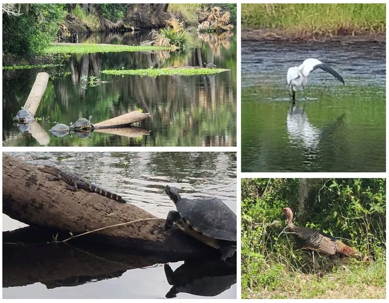 wildlife at Myakka River State Park