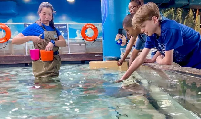 NEW Stingray Feeding Experience at The Florida Aquarium