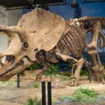 Big John, the world's largest fossil triceratops at Glazer Children's Museum in Tampa