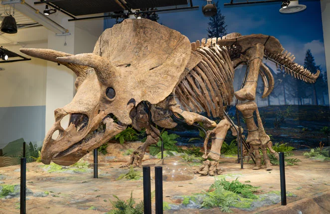 Big John, the world's largest fossil triceratops at Glazer Children's Museum in Tampa