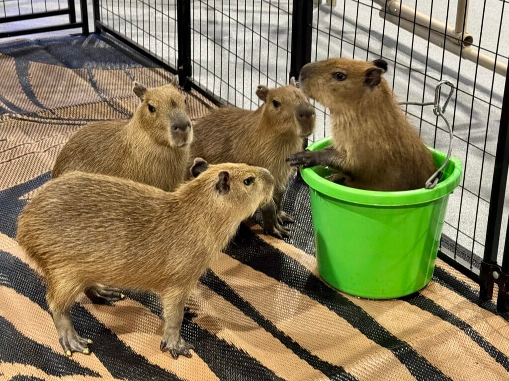 capybaras at CMA
