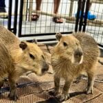 capybara cma