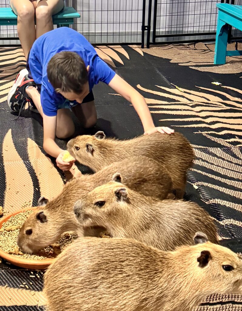 capybara cma