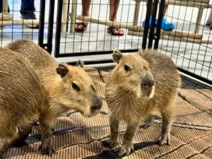 capybara cma