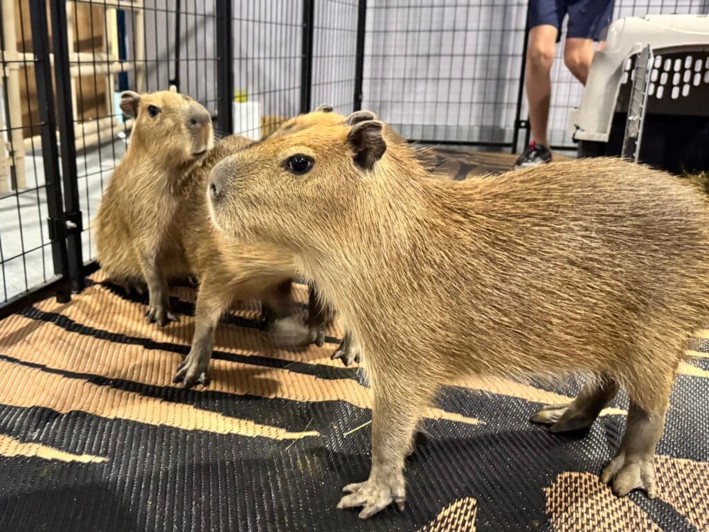 capybaras cma