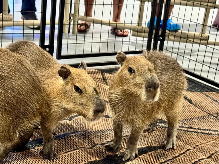 capybara cma