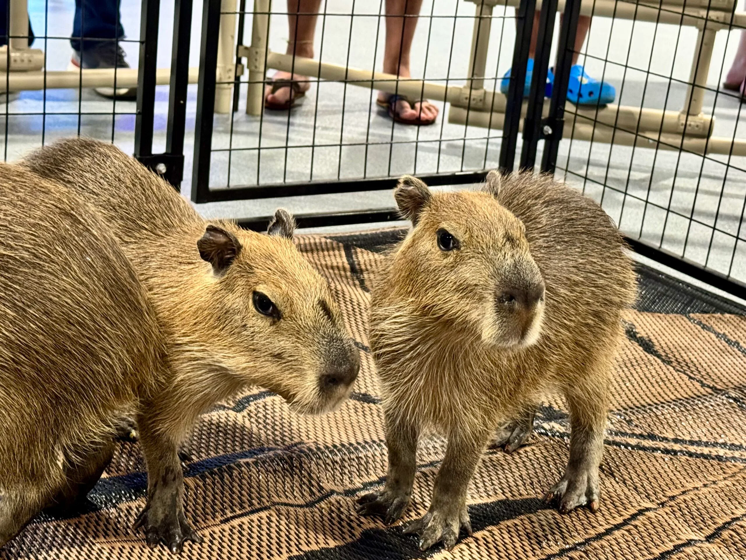 Wild Capybaras In Tampa