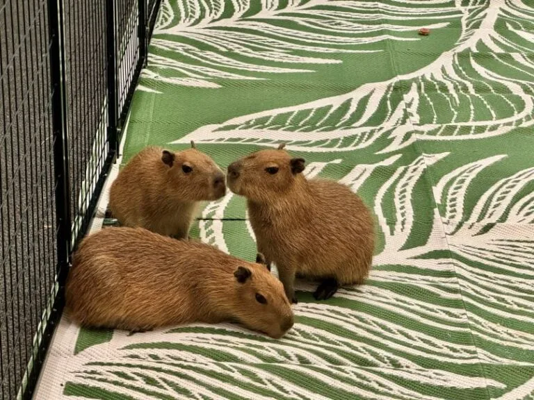 capybaras cma