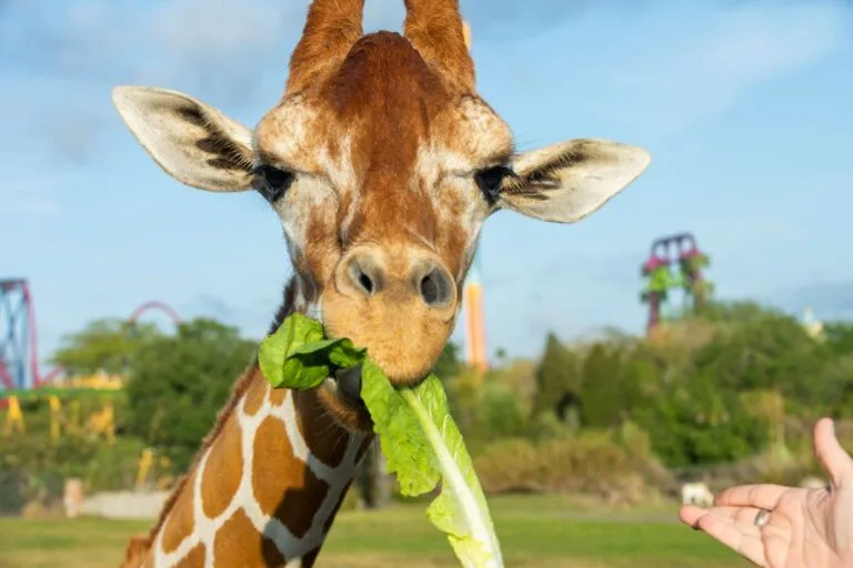 Giraffes Galore Busch Gardens