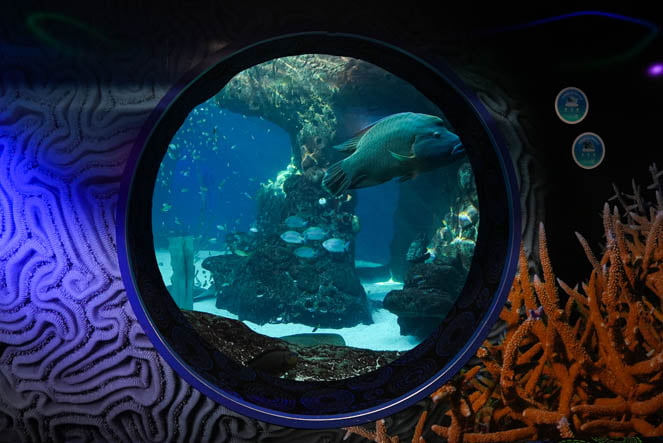 NEW Heart of the Sea fish at Florida Aquarium Circle Window