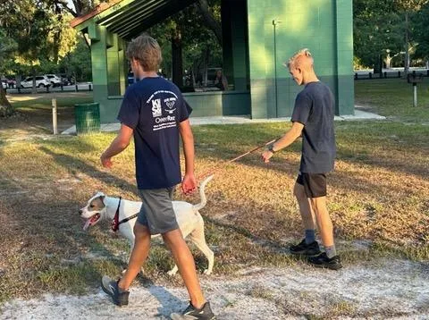 Steinbrenner High Boss Cross runners walking a dog