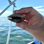 Scalloping 2024