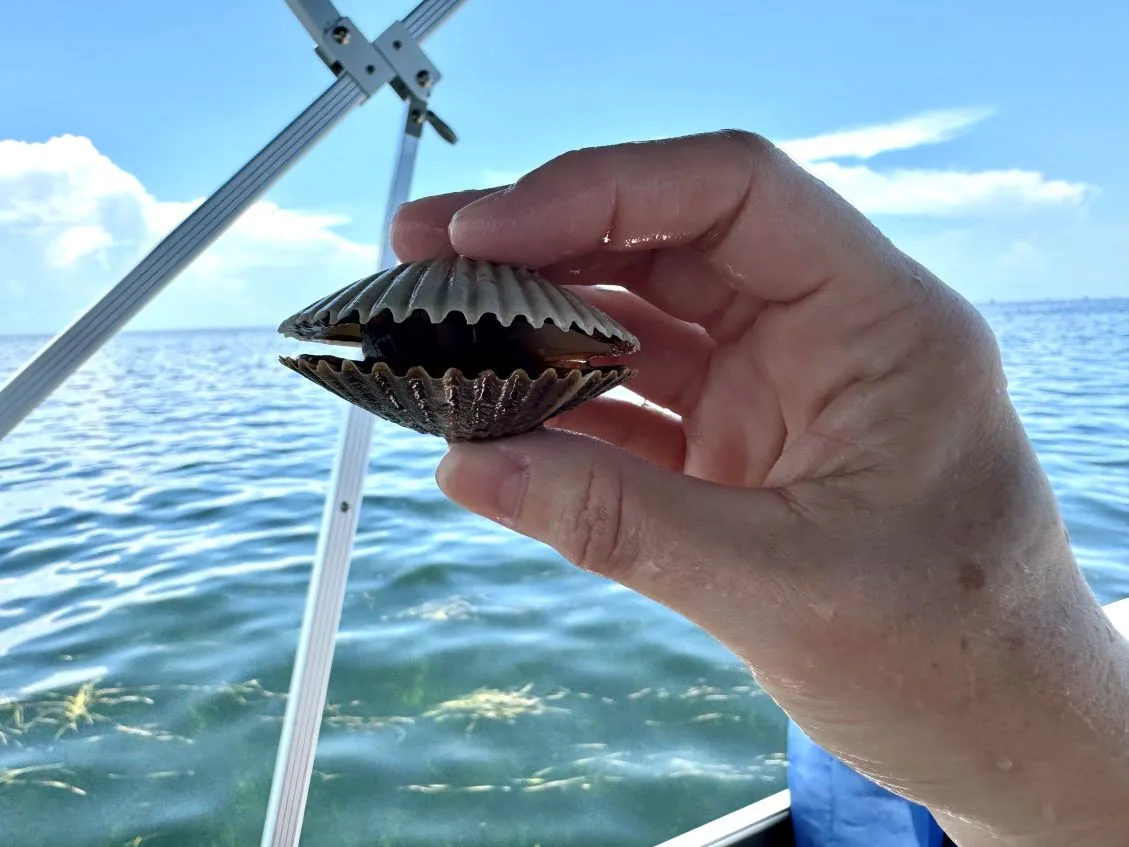 Scalloping 2024