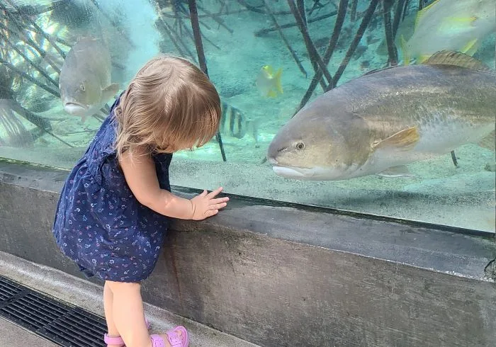toddler admiring a huge fish at the FL Aquarium