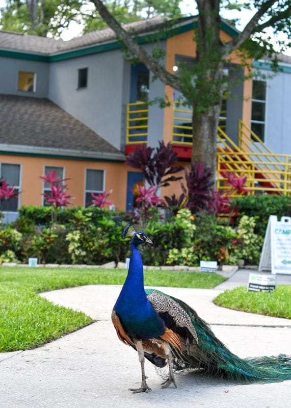corbett prep peacock on campus