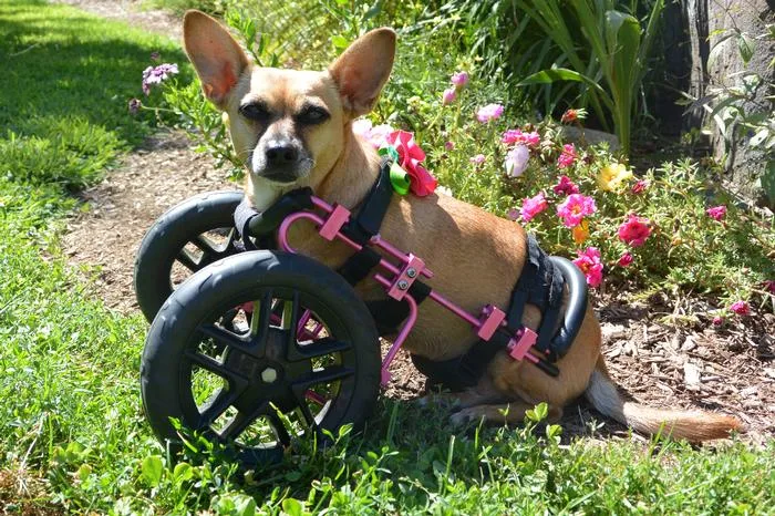 OrthoPaws dog in wheelchair