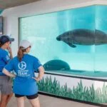 Clearwater Marine Aquarium Manatee Rehabilitation Center people looking at manatees