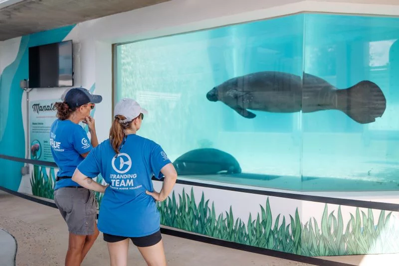 Clearwater Marine Aquarium Manatee Rehabilitation Center people looking at manatees