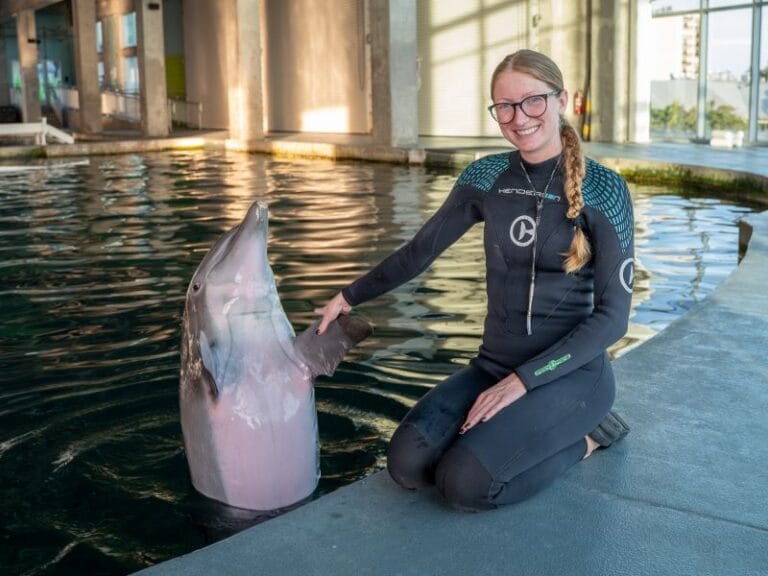 Clearwater Marine Aquarium hurricane recovery Chloe Neighbarger dolphin trainer