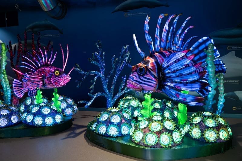 Clearwater Marine Aquarium Aqua Lanterns