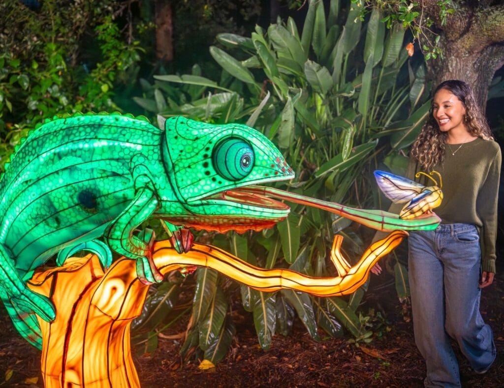 See dazzling christmas lights at ILLUMINATE holiday lantern festival at Aquatica