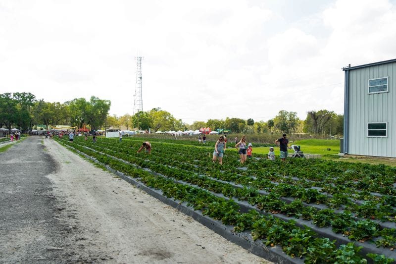Keel Farms U-pick field