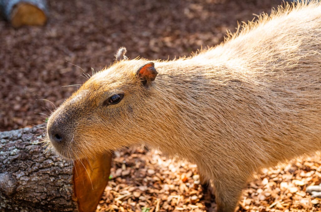 Rudy the Capybara at Wild Oasis at Busch Gardens Tampa Bay