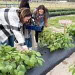 Tomlin Middle School students helping with strawberry crops