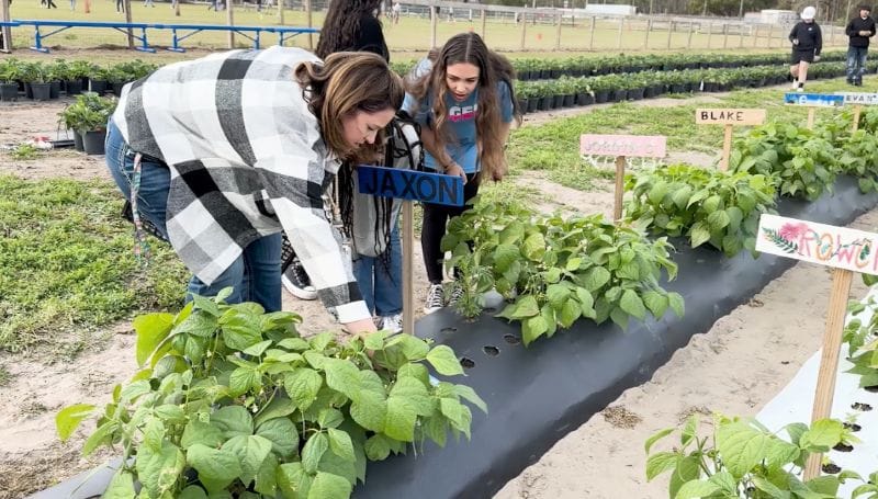 Tomlin Middle School students helping with strawberry crops