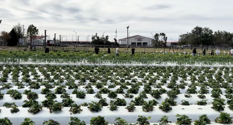 Tomlin Middle School agriculture helps with strawberry fest