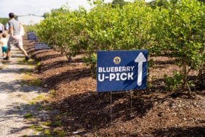 Keel Farms Blueberry U-Pick