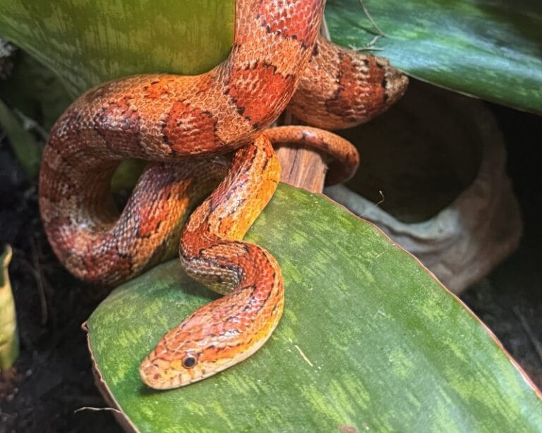 Wonders of Wetlands at Great Explorations Snake