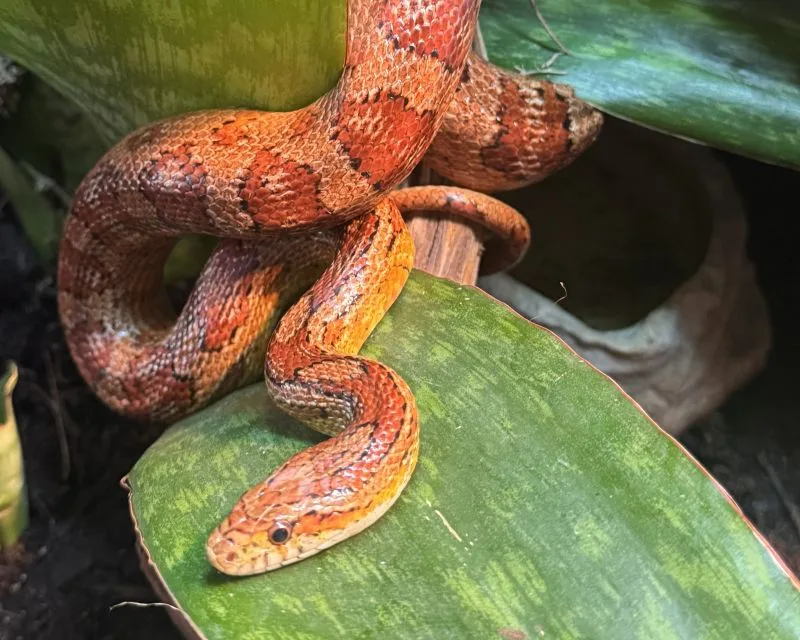 Wonders of Wetlands at Great Explorations Snake