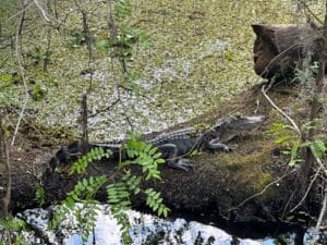 Lettuce Lake Park Alligator 