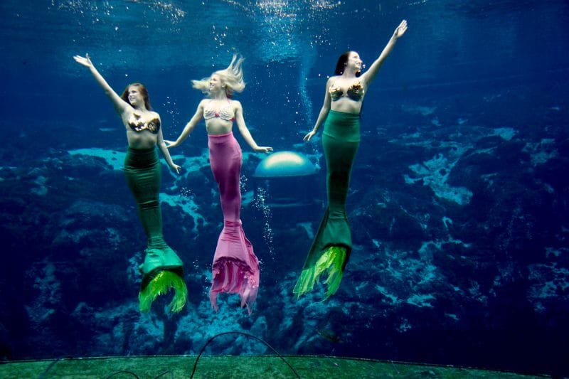 Mermaid experience at weeki wachee springs