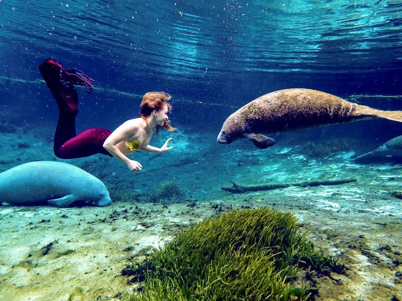 manatee with weeki wachee mermaid