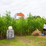 Keel Farms Corky's Corn Maze in Tampa Bay